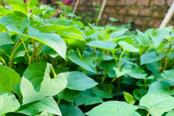 Diếp cá - loại rau gia vị ‘trường sinh’