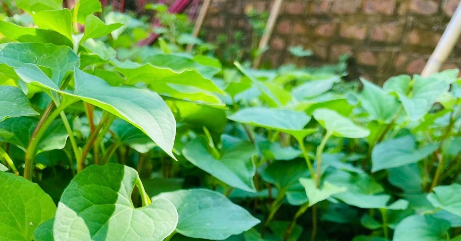 Diếp cá - loại rau gia vị ‘trường sinh’