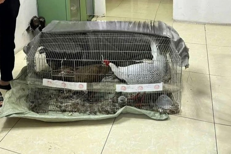 Từ vụ nuôi, bán gà lôi trắng nhận án 6 năm tù: Cục Kiểm lâm chỉ cách nuôi đúng luật