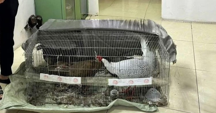 Từ vụ nuôi, bán gà lôi trắng nhận án 6 năm tù: Cục Kiểm lâm chỉ cách nuôi đúng luật