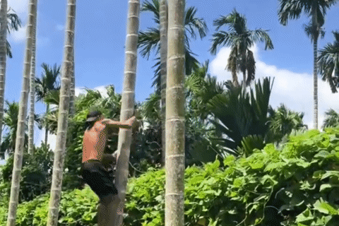 'Vua khỉ’ miền Tây leo cây thoăn thoắt, ngày hái cả tấn cau, kiếm bộn tiền