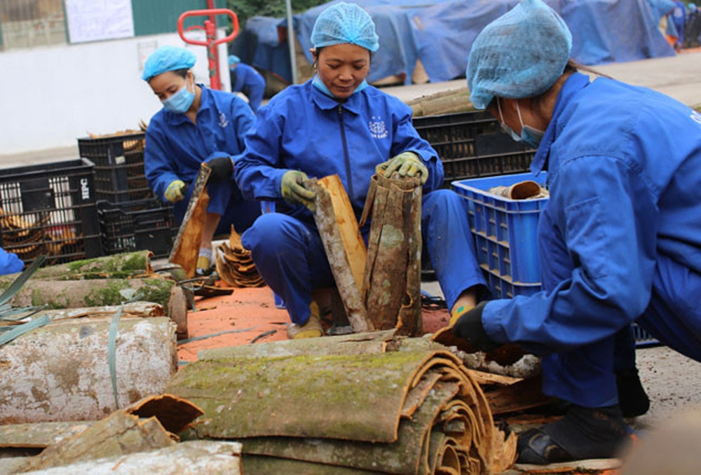 Bán một loại vỏ cây khô, doanh nghiệp Việt thu về gần 4.800 tỷ