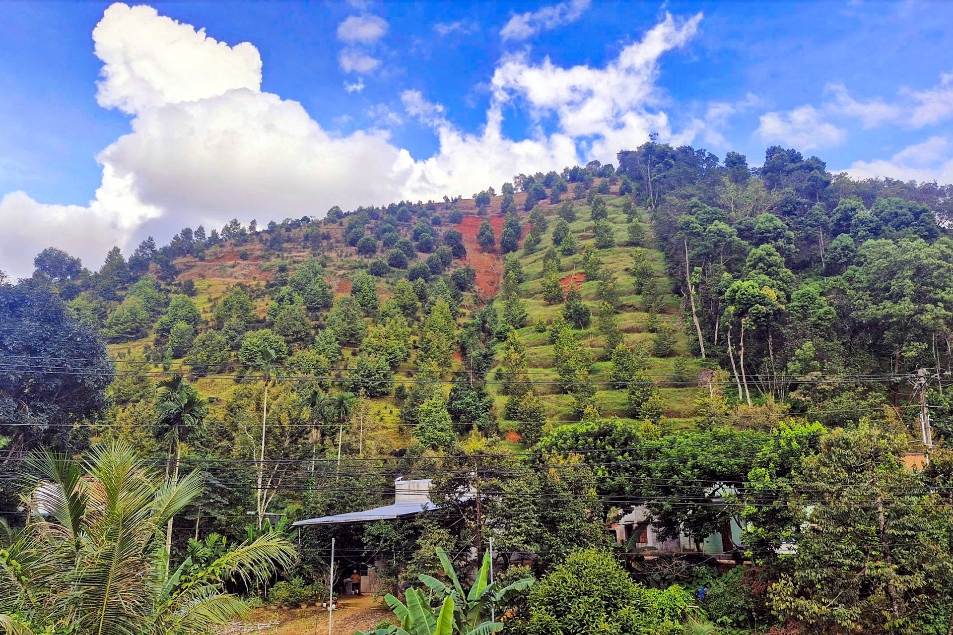 Doi sau rieng 1.jpg