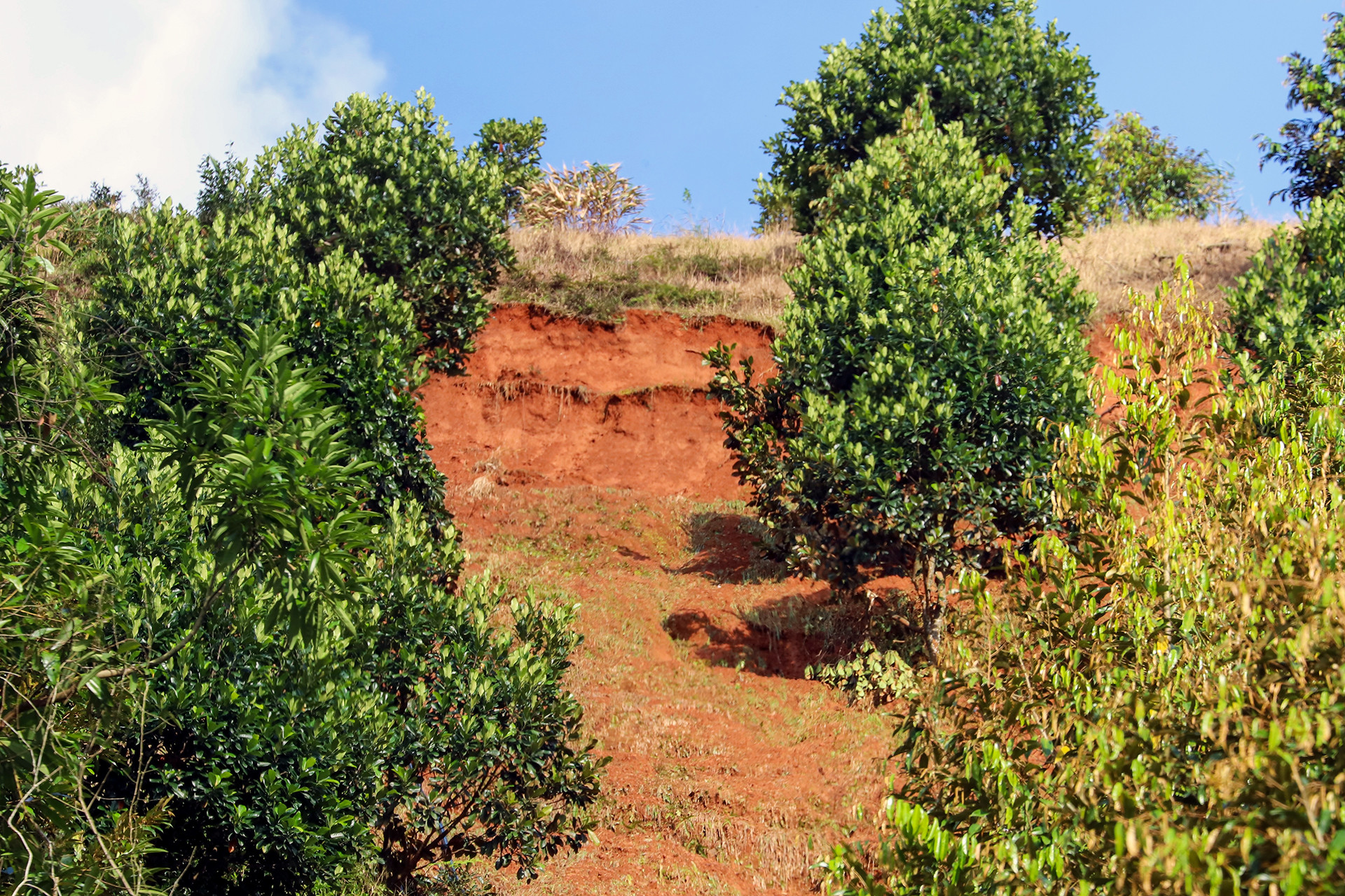 Doi sau rieng 5.jpg