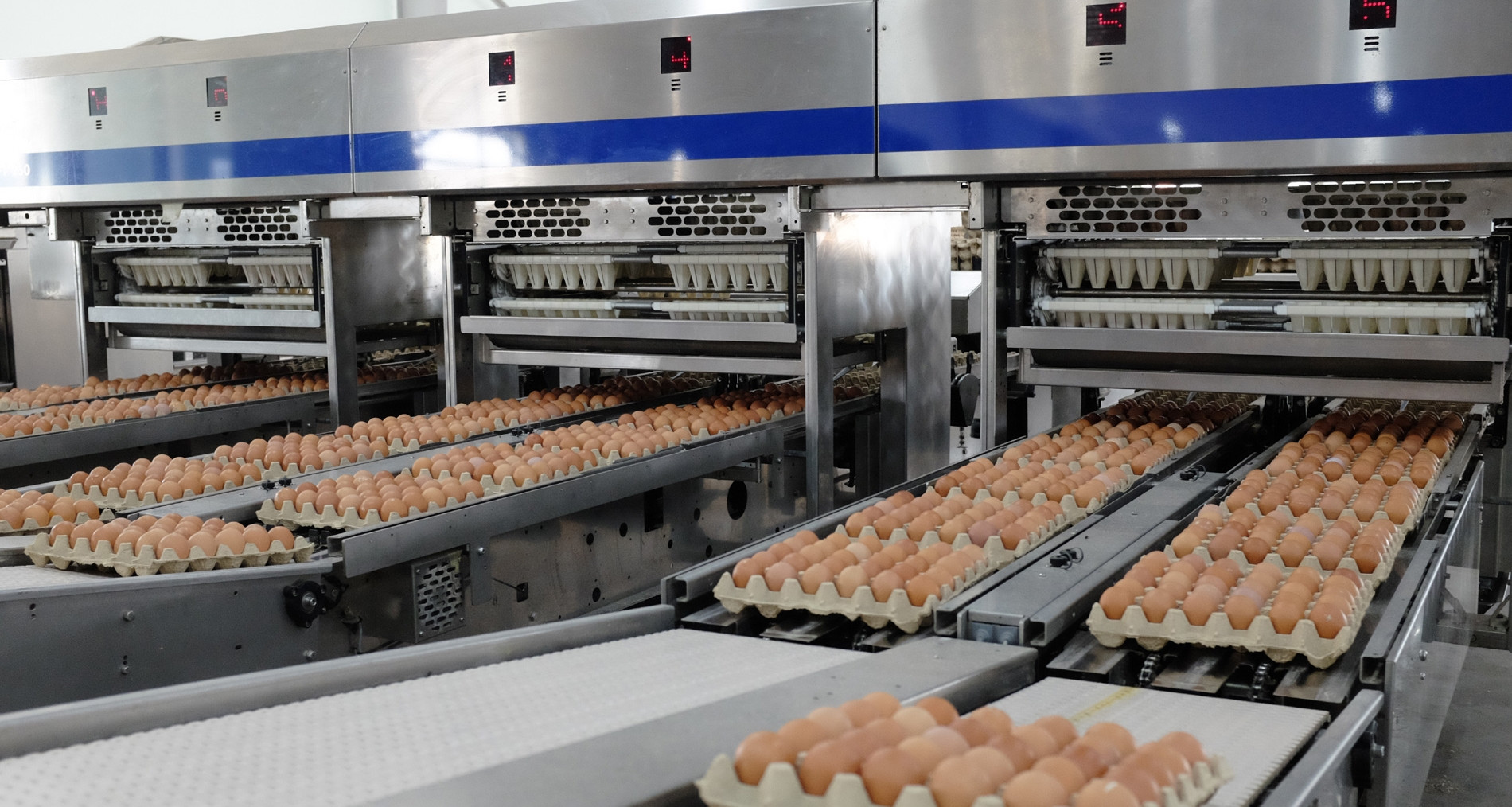 Giá trứng gà tăng gấp đôi, ‘vua thép’ bán gần 1 triệu quả mỗi ngày