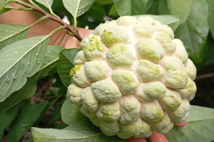 5 tác dụng của na, một ngày nên ăn bao nhiêu quả?