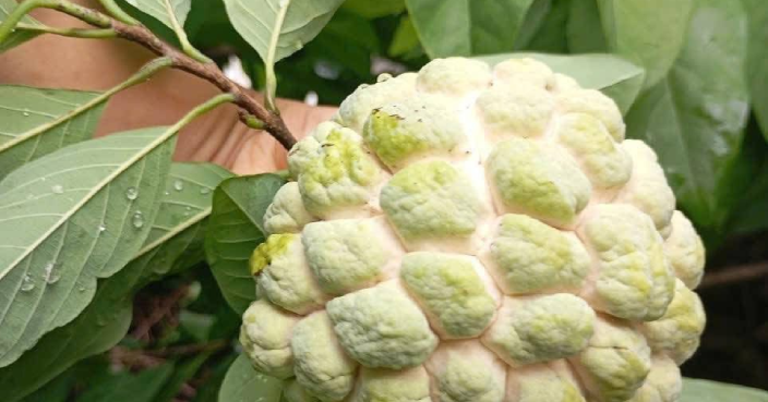 5 tác dụng của na, một ngày nên ăn bao nhiêu quả?