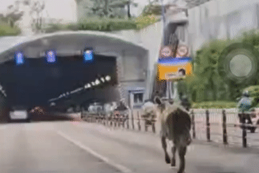 Hy hữu giao thông vào trung tâm TPHCM rối loạn 30 phút vì bò ‘đột nhập’ hầm Thủ Thiêm