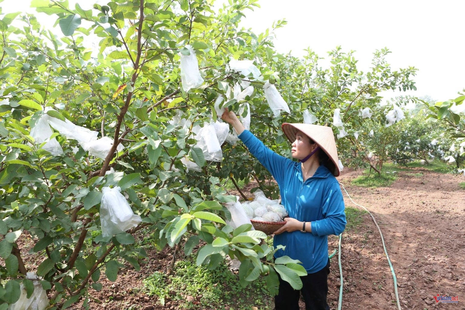 W-ah bai 9 chuan.jpg