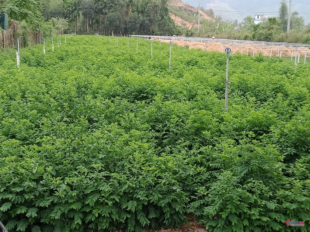 W-anh bai lam dong.png