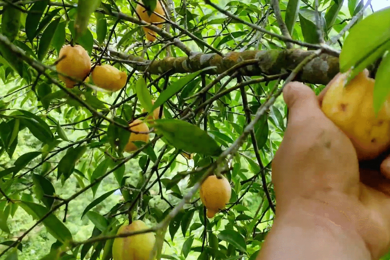 Loại quả mọc dại ở Hải Phòng được ví như măng cụt rừng, ngon 'ứa nước miếng'