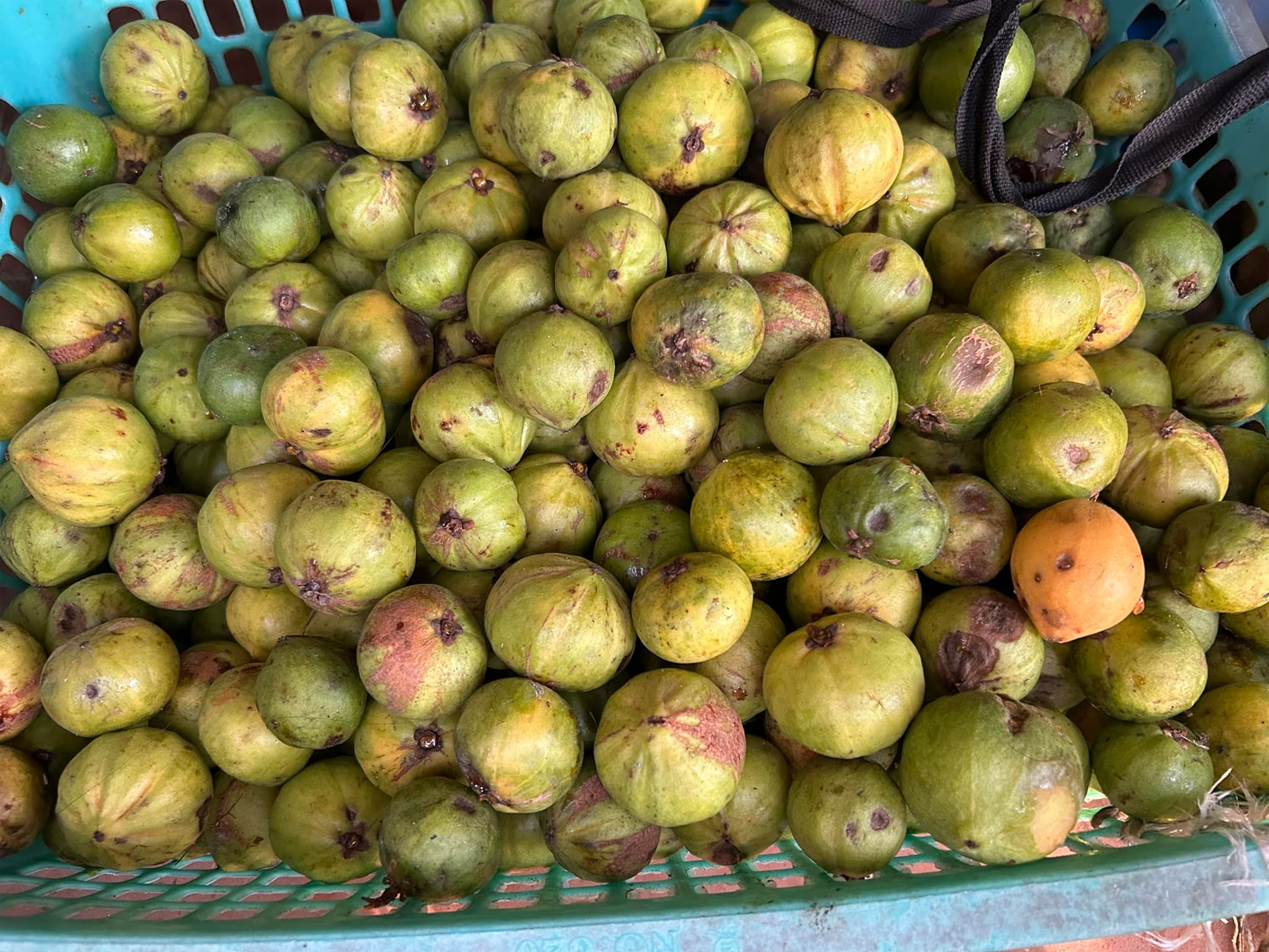 quả bứa   nguyễn thị hoàng mai 0.png