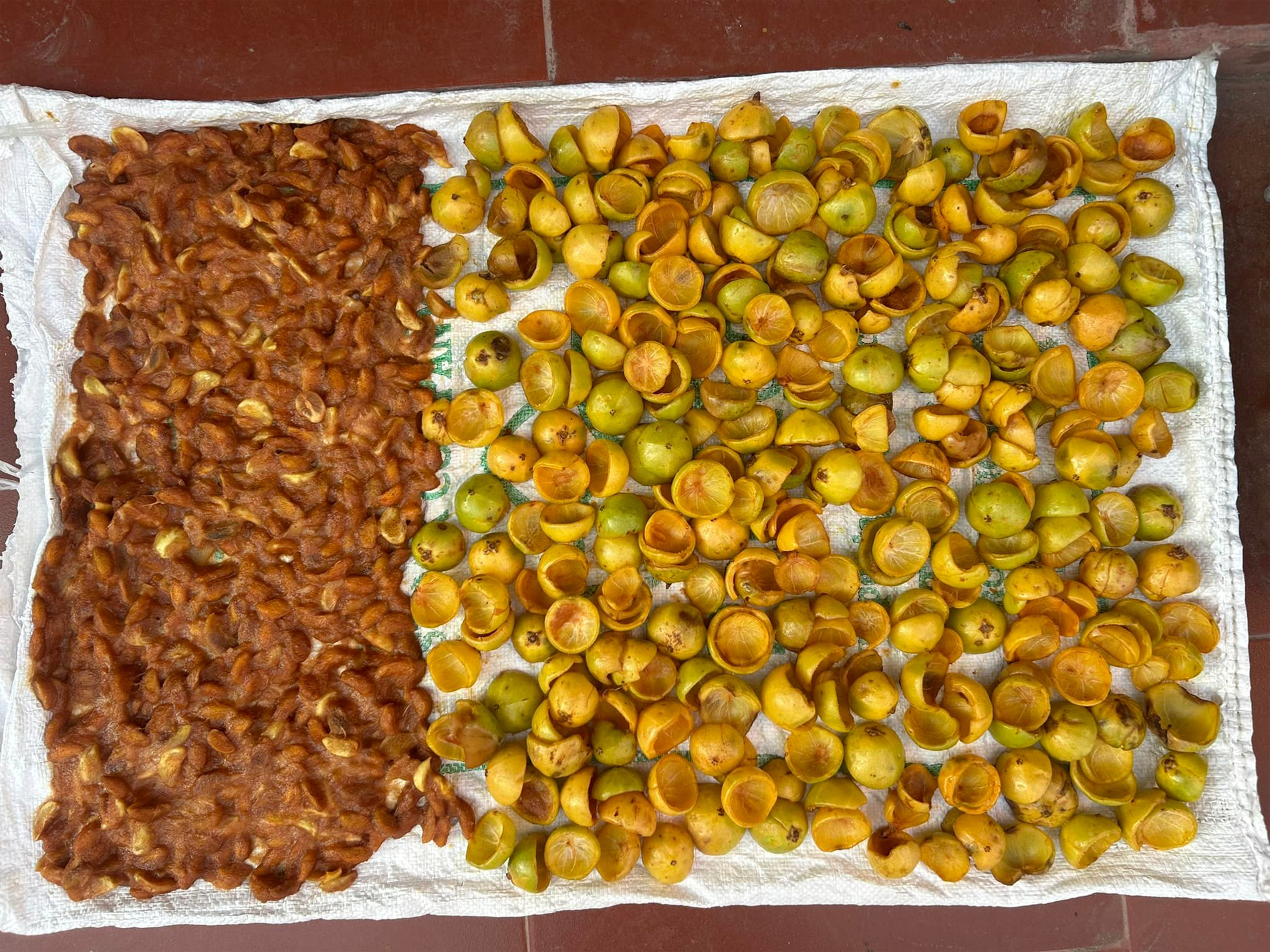 quả bứa   nguyễn thị hoàng mai 1.png