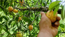 thumb quả bứa motivate studio.gif