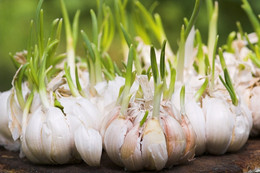 Tỏi mọc mầm - vị thuốc 'giấu mình' trong bếp