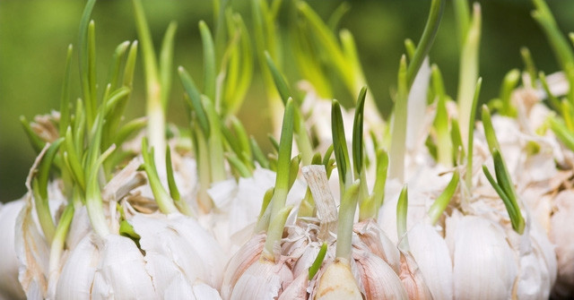 Tỏi mọc mầm có ăn được không?