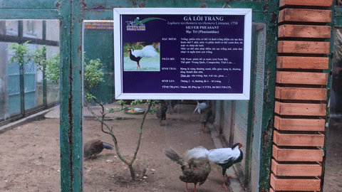 Du khách hiếu kỳ ngắm đàn gà lôi trắng đẹp mắt giữa lòng Sài Gòn