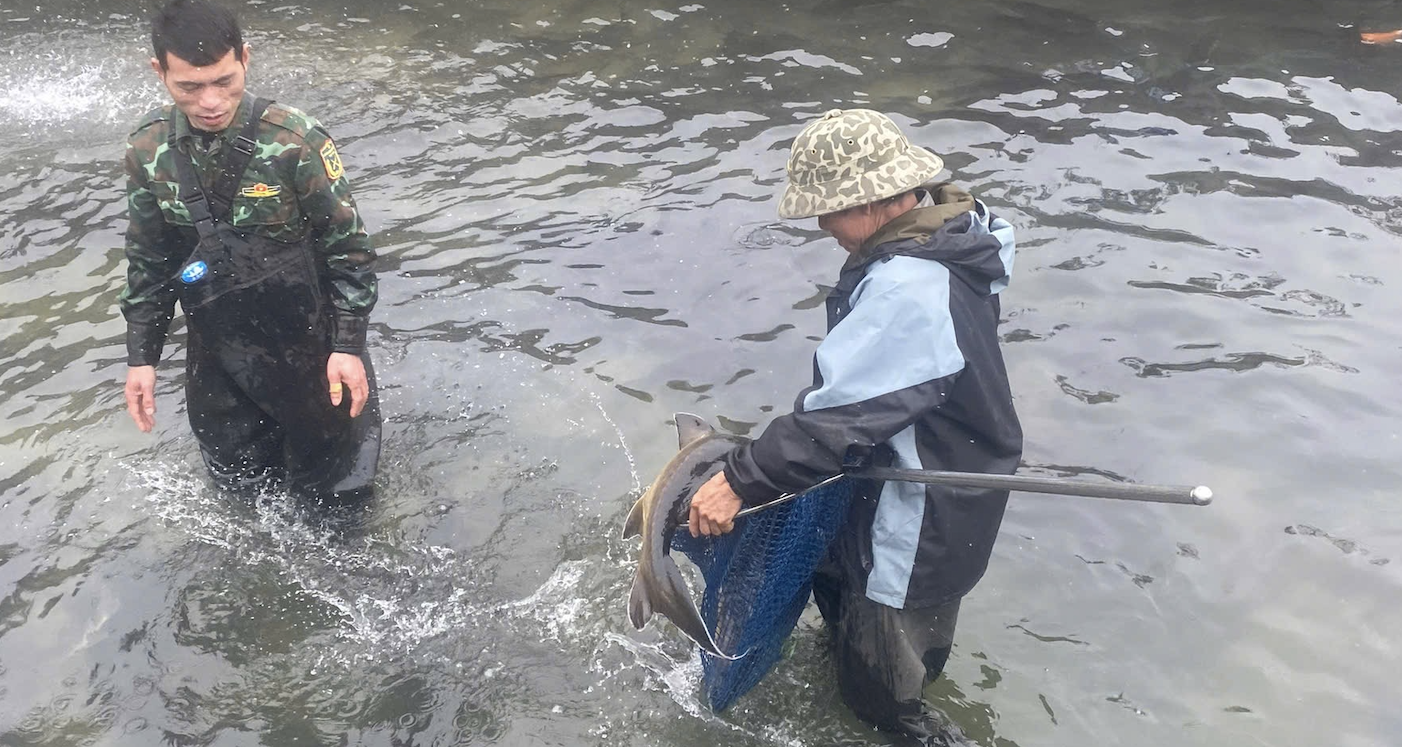 ‘Cá Trung Quốc giá rẻ về nhiều lắm’, câu nói khiến người nuôi cá tầm ở Lào Cai lao đao