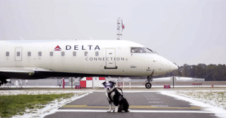 Cách Mỹ huấn luyện chó nghiệp vụ ngăn chặn thảm kịch máy bay rơi