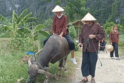 Khách Tây cười vang khi cưỡi trâu, úp cá giữa đồng quê Ninh Bình