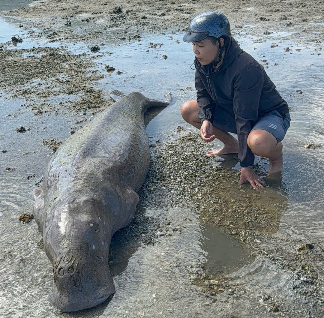 ‘Nàng tiên cá’ gần 300kg trôi dạt vào bờ biển Côn Đảo.jpg