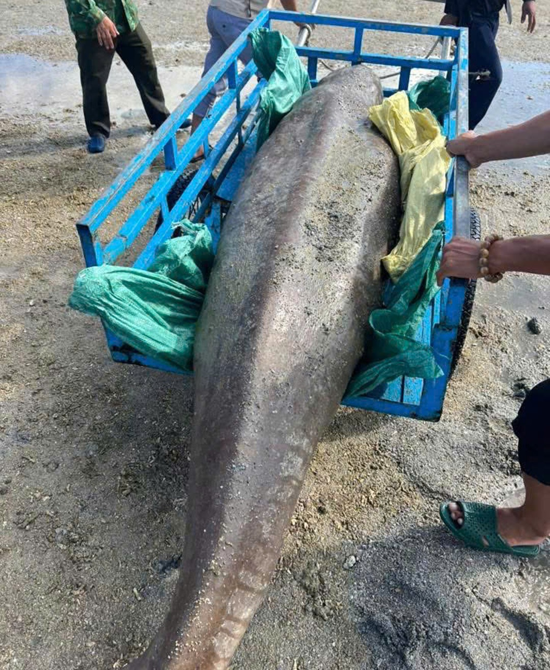 ‘Nàng tiên cá’ gần 300kg trôi dạt vào bờ biển Côn Đảo..jpg