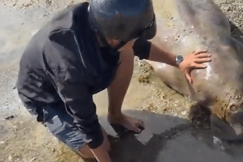 ‘Nàng tiên cá’ nặng 300kg trôi dạt vào bờ biển Côn Đảo, 8 người mới có thể đưa lên bờ