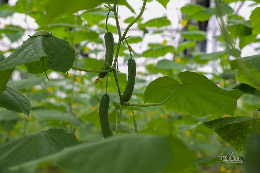 VN1_6828 trang trại dưa chuột.jpg