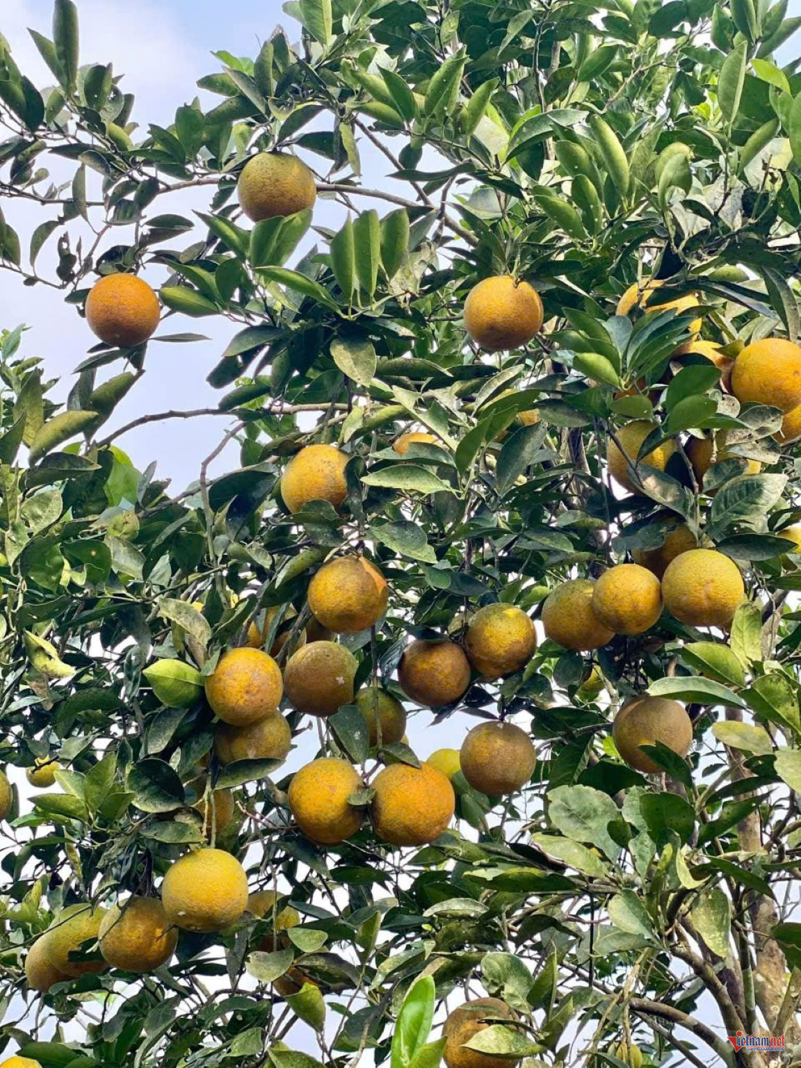 W-anh bai 13 chuan.jpg