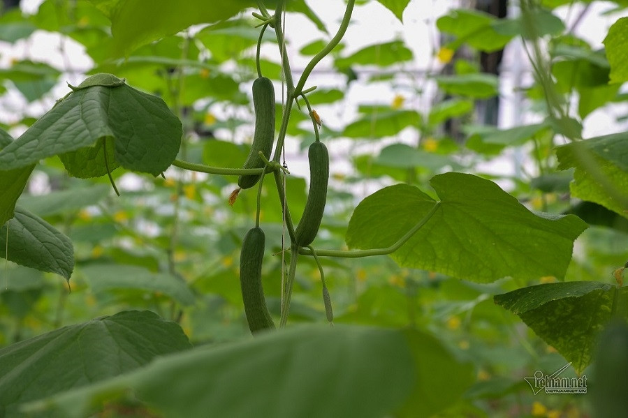 Xã Nghiên Loan: Khẳng định quyết tâm xây dựng nông thôn mới thông minh, hiện đại