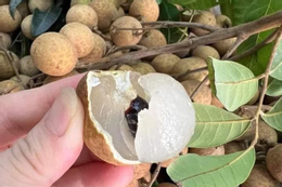 3 cách dùng cùi nhãn làm thuốc bồi bổ sức khỏe