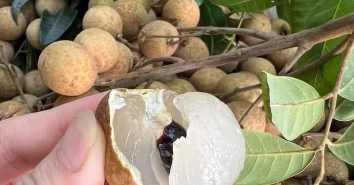 Bí Quyết Vàng: 3 Công Dụng Cùi Nhãn Không Ai Nghĩ Ra - Bồi Bổ Sức Khỏe Tự Nhiên