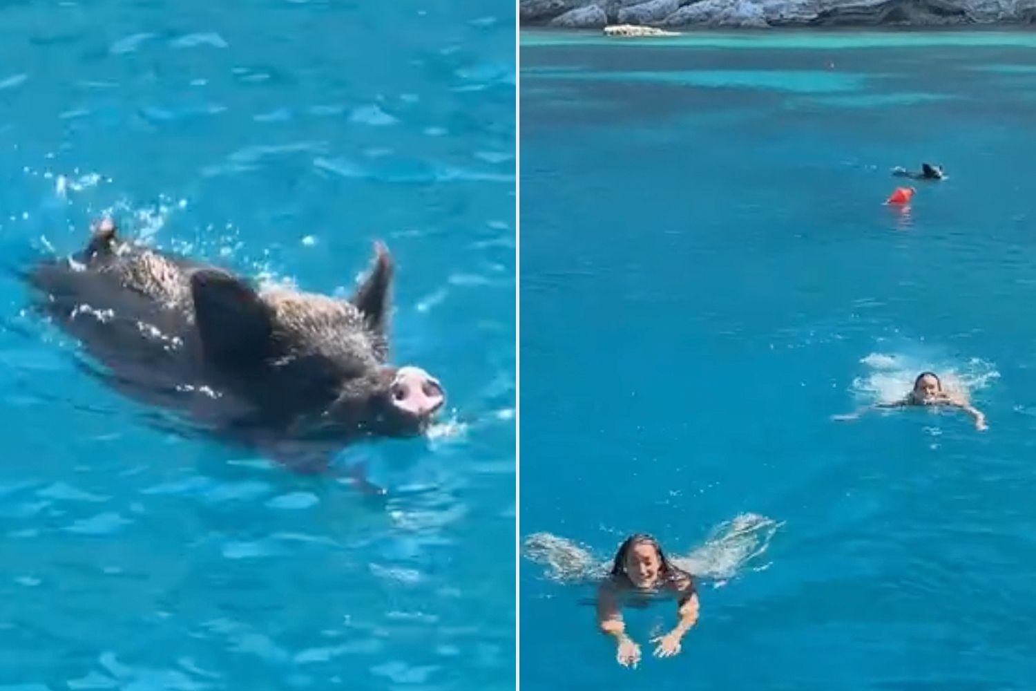 influencers chased by wild boar while swimming 3 080125 25108f1bb4b0498189a7532b09e5b52c.jpg