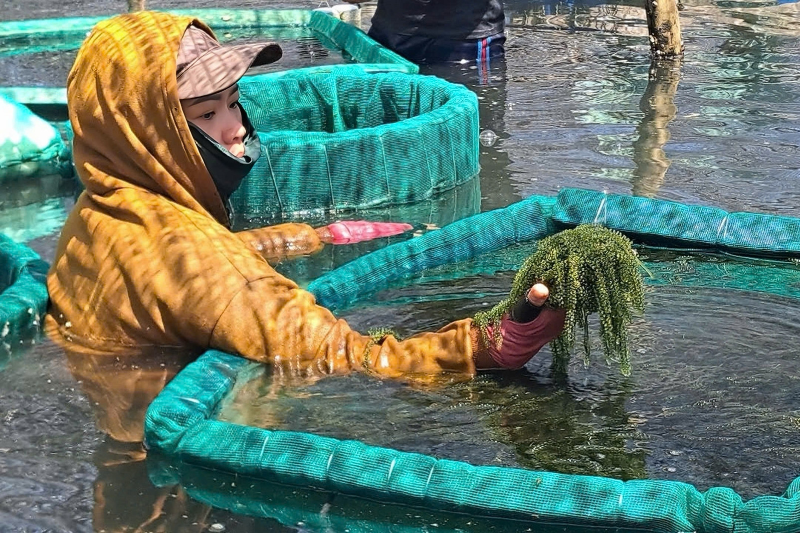 Đặc sản Khánh Hòa trồng 1 lần thu cả năm, được ví như trứng cá hồi xanh