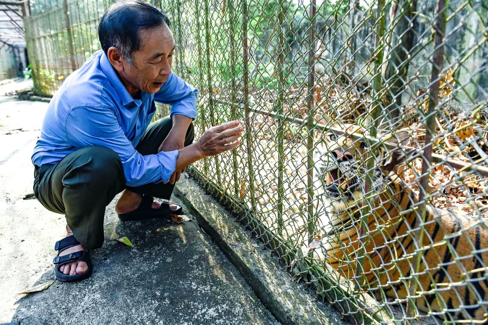 Gia chủ ‘khóc đứng khóc ngồi’ với đàn hổ 9 con ăn hết tiền triệu mỗi ngày