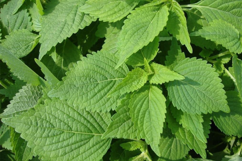 Kinh giới - loại rau thơm giúp bạn sống khỏe, trẻ lâu