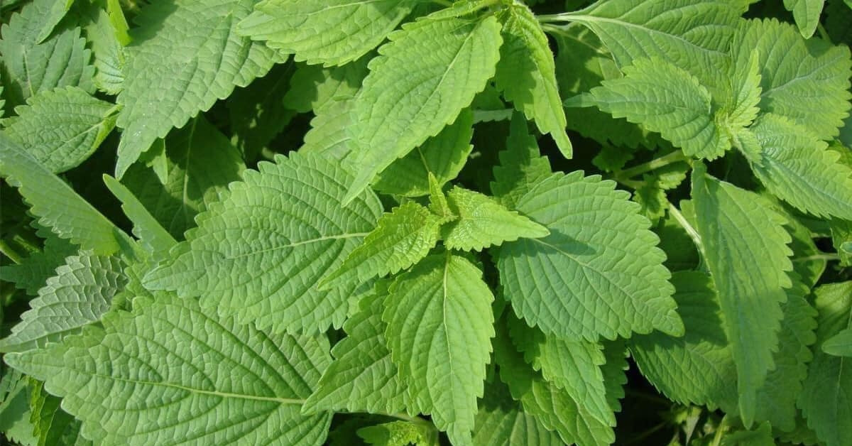 Kinh giới - loại rau thơm giúp bạn sống khỏe, trẻ lâu