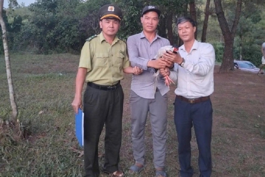 Phát hiện gà lôi trắng bay vào quán nước, người đàn ông lập tức làm việc này