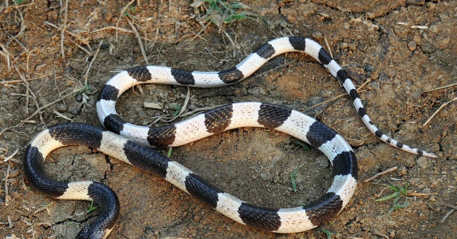 Trẻ 21 tháng tuổi phải cấp cứu sau khi con rắn đen - trắng bò bên cạnh