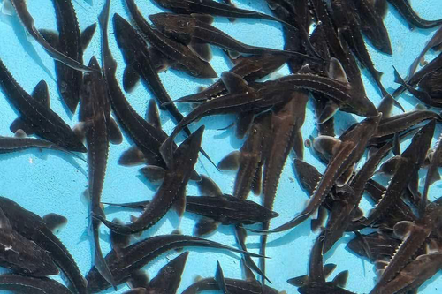 Cá tầm Trung Quốc giá rẻ ồ ạt đổ về, Lào Cai chỉ đạo loạt cơ quan vào cuộc