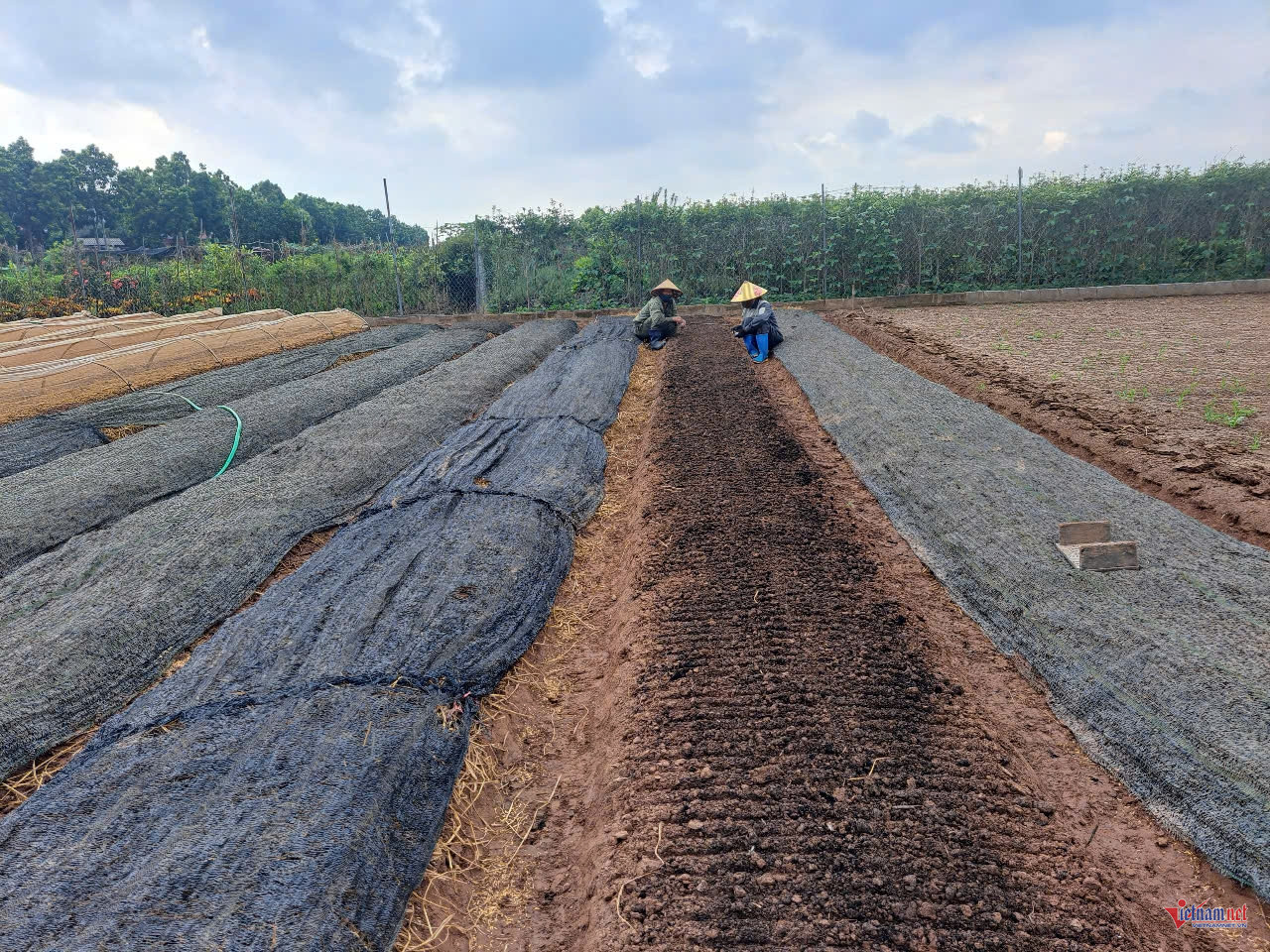 W-anh bai 25 ha noi.jpg