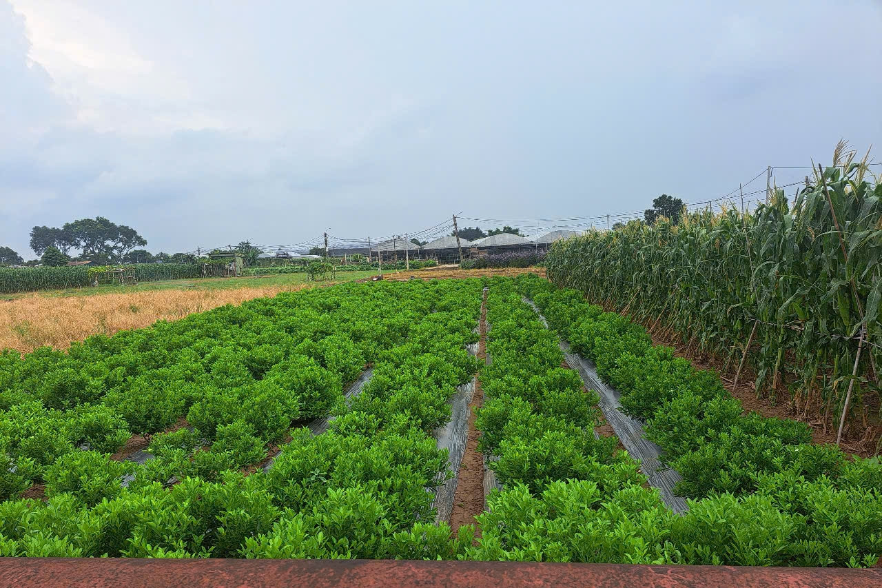 Hà Nội: Thúc đẩy nông thôn số, xây dựng nông thôn mới hiện đại