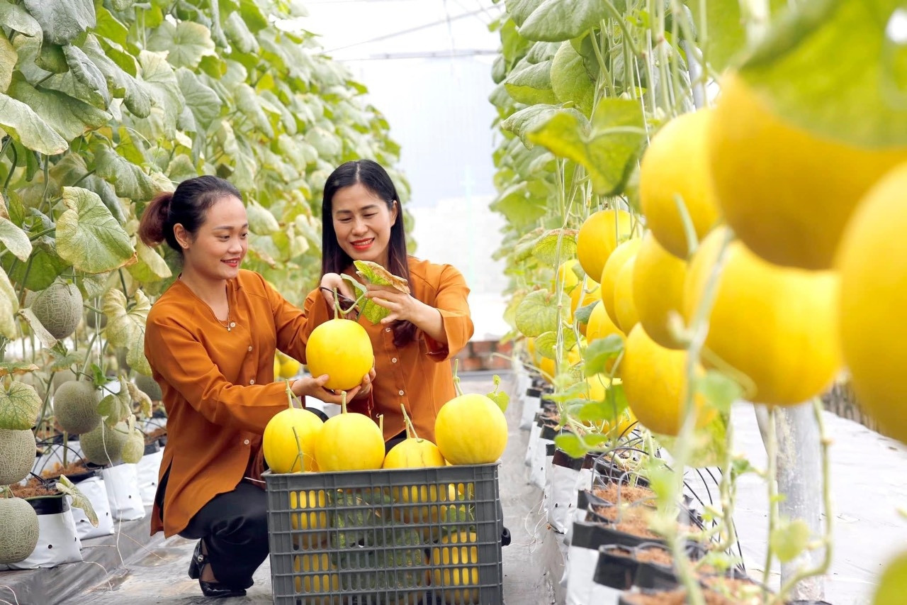 Hải Phòng đặt mục tiêu 100% số xã cơ bản đạt tiêu chí xã nông thôn mới kiểu mẫu