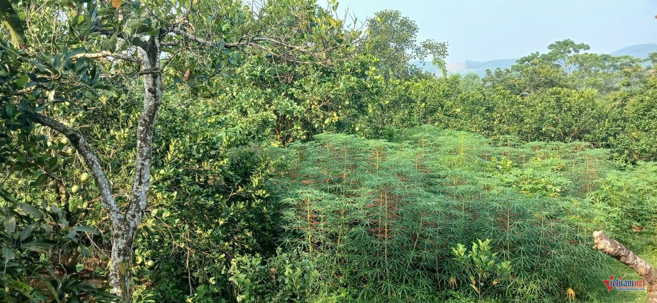 W-anh bai 24 tuyen quang.jpg