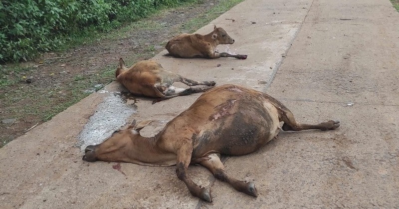 Xe tải mất phanh tông chết 18 con bò, 1 hộ dân nhận bồi thường 160 triệu đồng