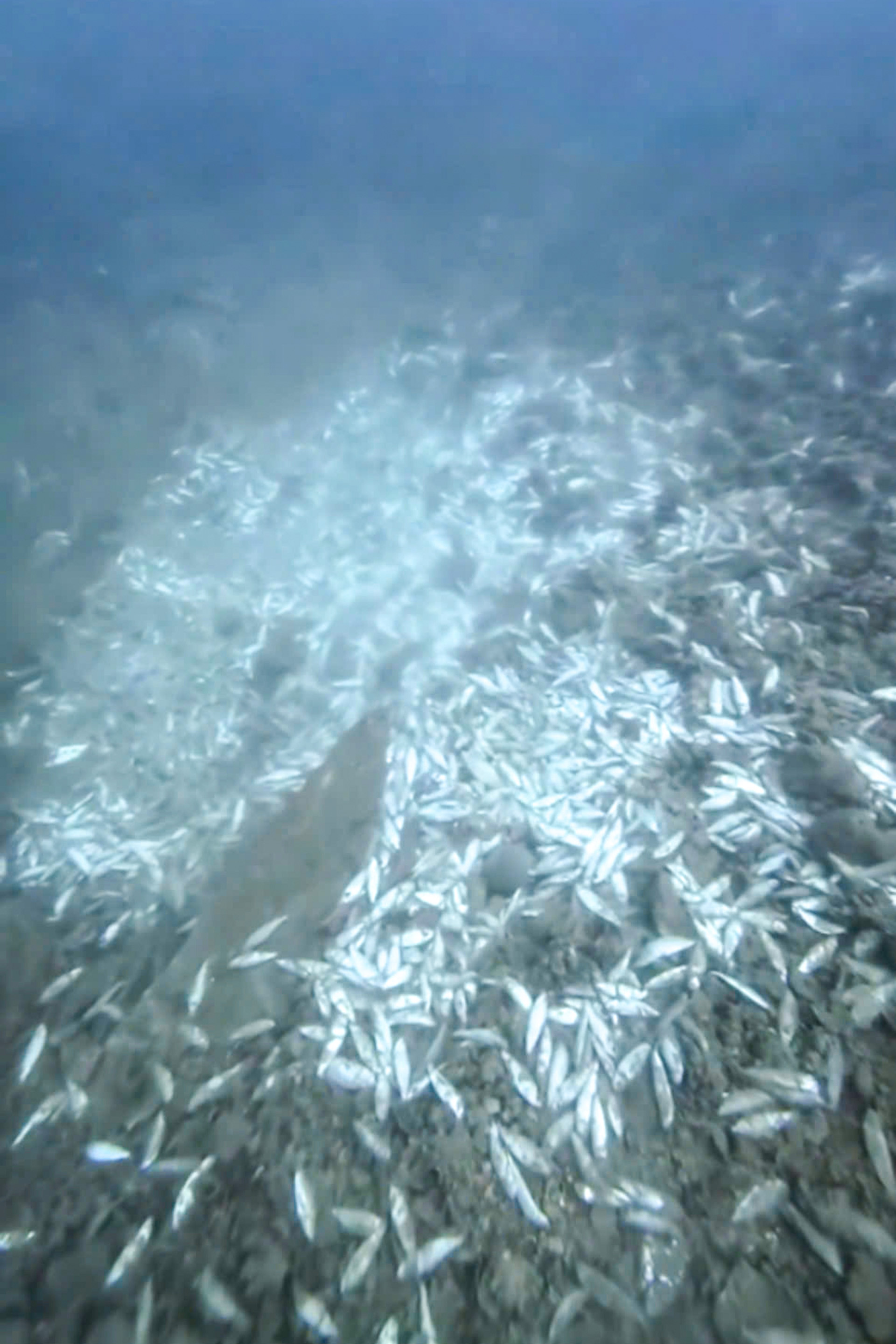 Ca chet o Khanh Hoa  2.jpg