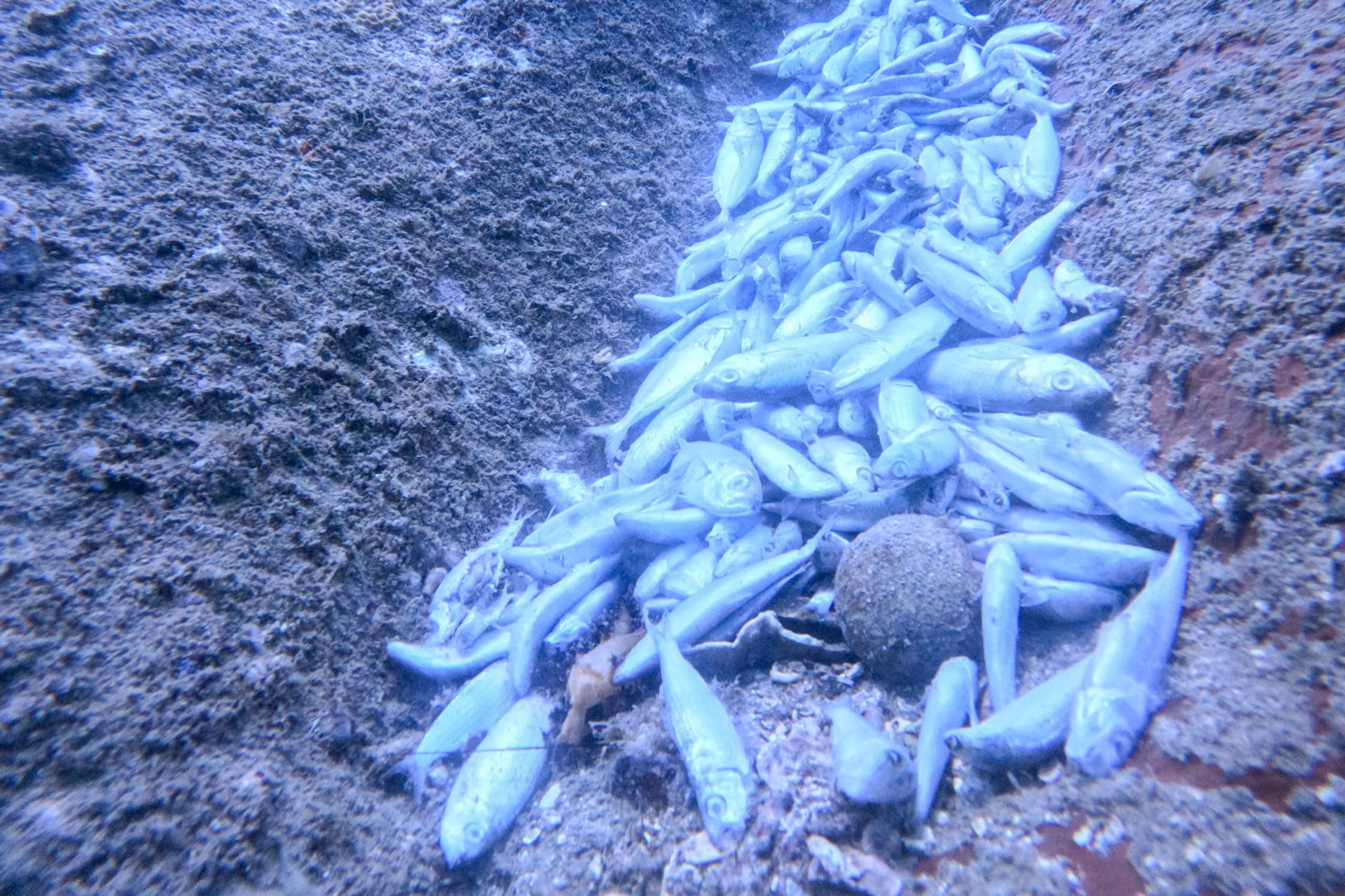 Ca chet o Khanh Hoa  3.jpg