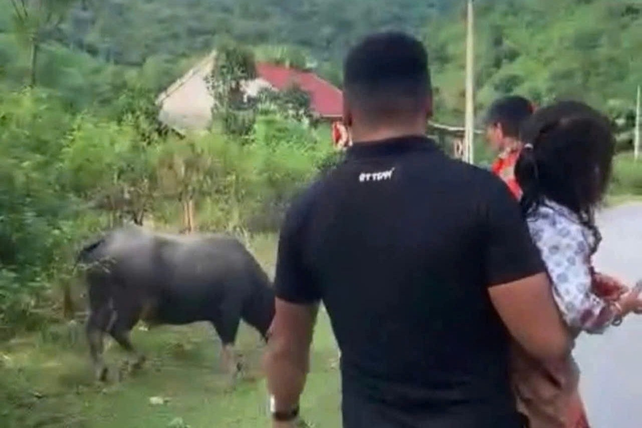 Bé gái 4 tuổi ở Nghệ An bị trâu hàng xóm húc tử vong