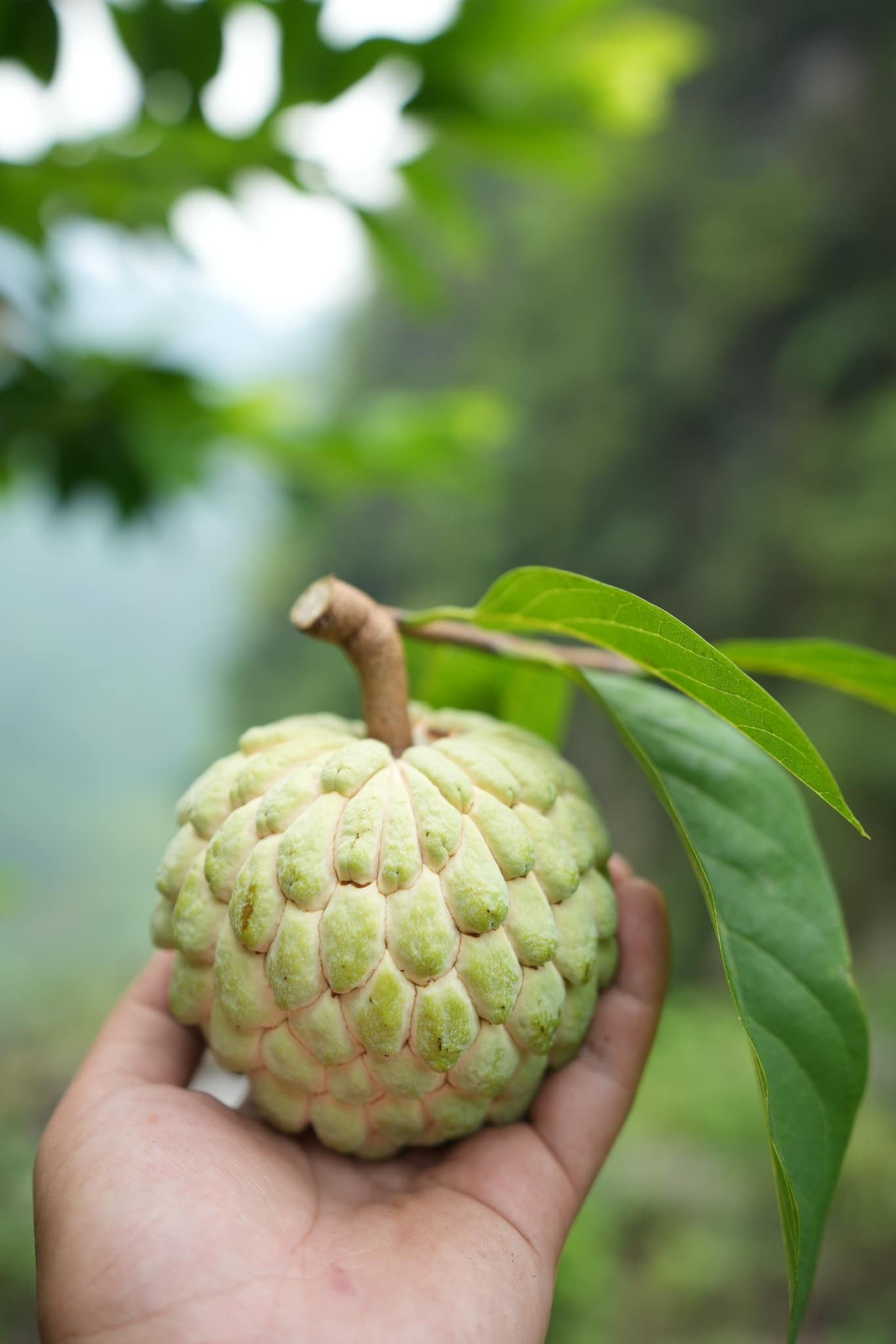 hữu lũng hái na