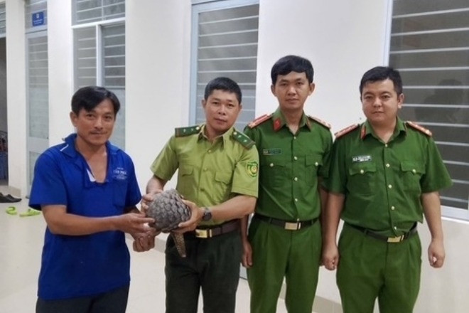 Phát hiện con tê tê quý hiếm nặng 4kg trên đường ở Tây Ninh